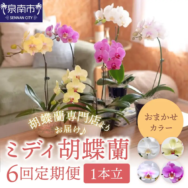 ミディ胡蝶蘭 1本立 1年間 6回 隔月定期便【配送不可地域：北海道・沖縄・離島】【008B-014】