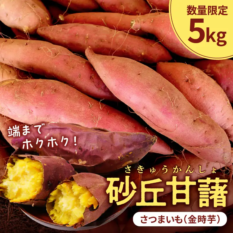 【先行予約／数量限定50】砂丘甘藷（さつまいも（金時芋）） 5kg（2026年12月上旬～発送）　芋 国産 京丹後産 サツマイモ 薩摩芋 サツマ芋 さつま芋 きんとき ふるさと納税 先行予約 ふるさと納税 さつまいも 焼き芋 焼きいも やきいも JA京都 農協