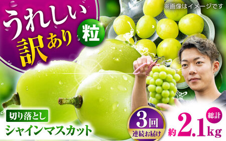 【先行予約】【3回定期便】 訳あり シャインマスカット 切り落とし 約700g  【合同会社 社方園】[ZBZ046]