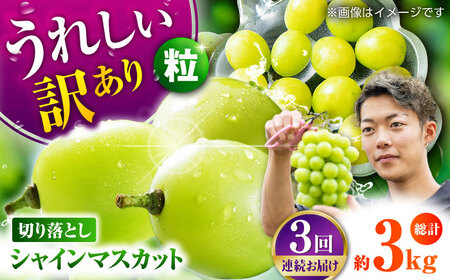 【先行予約】【3回定期便】 訳あり シャインマスカット 切り落とし 約1kg  【合同会社 社方園】[ZBZ047]
