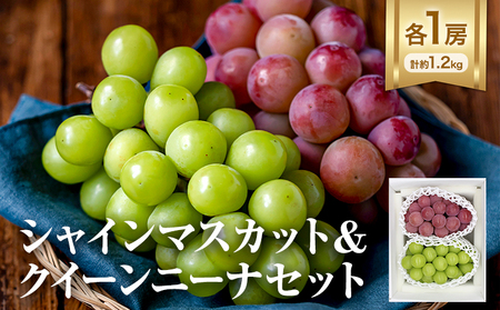 シャインマスカット ＆ クイーンニーナ 各１房 計約1.2kg《9月中旬-10月中旬頃出荷》テレビせとうち株式会社 冷蔵 果物 ブドウ 送料無料 岡山県 浅口市 シャインマスカット【配送不可地域あり】