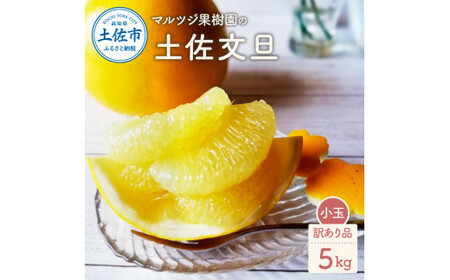 【先行予約】マルツジ果樹園の土佐文旦 訳あり品(小玉) 約5キロ 5kg M~Lサイズ 12~17個入り 〈2027年2月1日から3月31日頃発送〉ぶんたん ブンタン フルーツ 柑橘 みかん 果物 くだもの 柑橘類 デザート【マルツジ果樹園】[BQAN007]