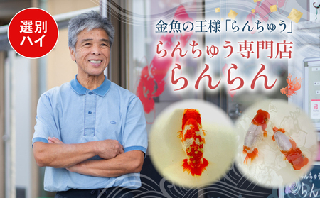 【選別(ハイ)】 らんちゅう 飼育歴40年 ベテラン店主 日本らんちゅう協会 らんちゅう専門店 らんらん 蘭鋳 金魚 観賞魚 生き物 魚 生体 埼玉県 羽生市