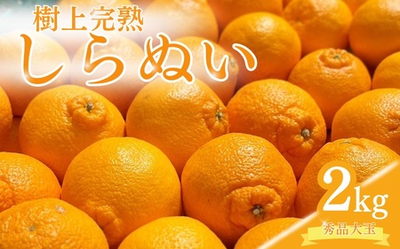 【先行予約】希少な樹上完熟　しらぬい（不知火） 秀品大玉 約2kg(6個) 2027年2月末～2027年3月末頃に順次発送予定（お届け日指定不可）/ 和歌山 みかん しらぬい 不知火 【kiy001A】