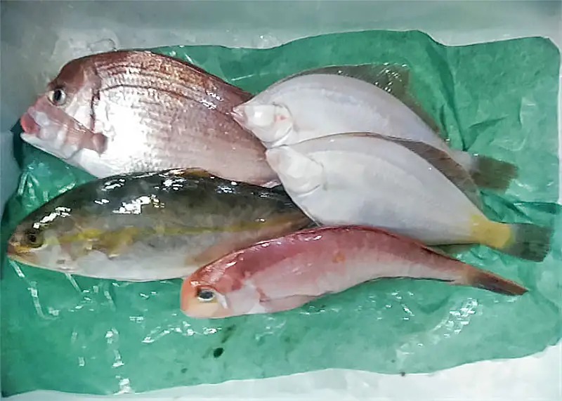 A51-252　 庄内浜鮮魚セット(下処理済み)４～６種類