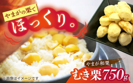 先行予約 むき栗 約750ｇ（約250g×3pc） 【すみれファーム】[ZEP064]