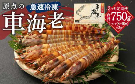 【3ヶ月定期便】原点の車海老「急速冷凍」250g（8～10尾）1パック 合計750g 車海老 車えび くるまえび 急速冷凍 新鮮 お刺身 天ぷら 塩焼き 熊本県産  【2026年10月上旬より月1回発送】