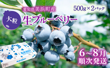 大粒ブルーベリー品種ミックス 500g×2パック 果物 フルーツ 国産 愛知県産 ※2026年6月上旬～8月上旬頃に順次発送予定 ※北海道・沖縄・離島への配送不可