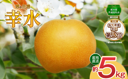 【2026年先行予約】幸水 梨 5kg【栃木県共通返礼品】P0 栃木県 下野市