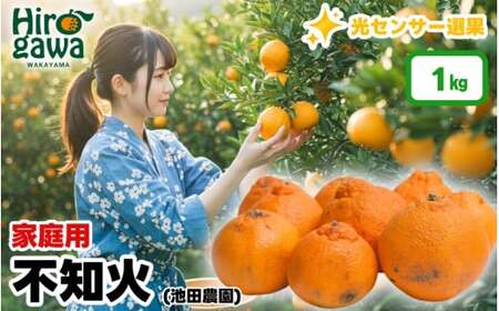 不知火 （ しらぬい ） 1kg+250g（痛み補償分） 家庭用 光センサー / デコポン 訳あり 甘い 和歌山 柑橘 ※2027年2月上旬～4月中旬に順次発送 ※北海道・沖縄・離島への配送不可 【ikd010-c-1C】