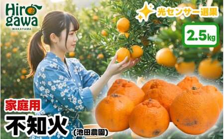 不知火 （ しらぬい ） 2.5kg+250g（痛み補償分） 家庭用 光センサー / デコポン 訳あり 甘い 和歌山 柑橘 ※2027年2月上旬～4月中旬に順次発送 ※北海道・沖縄・離島への配送不可 【ikd010-c-2d5C】