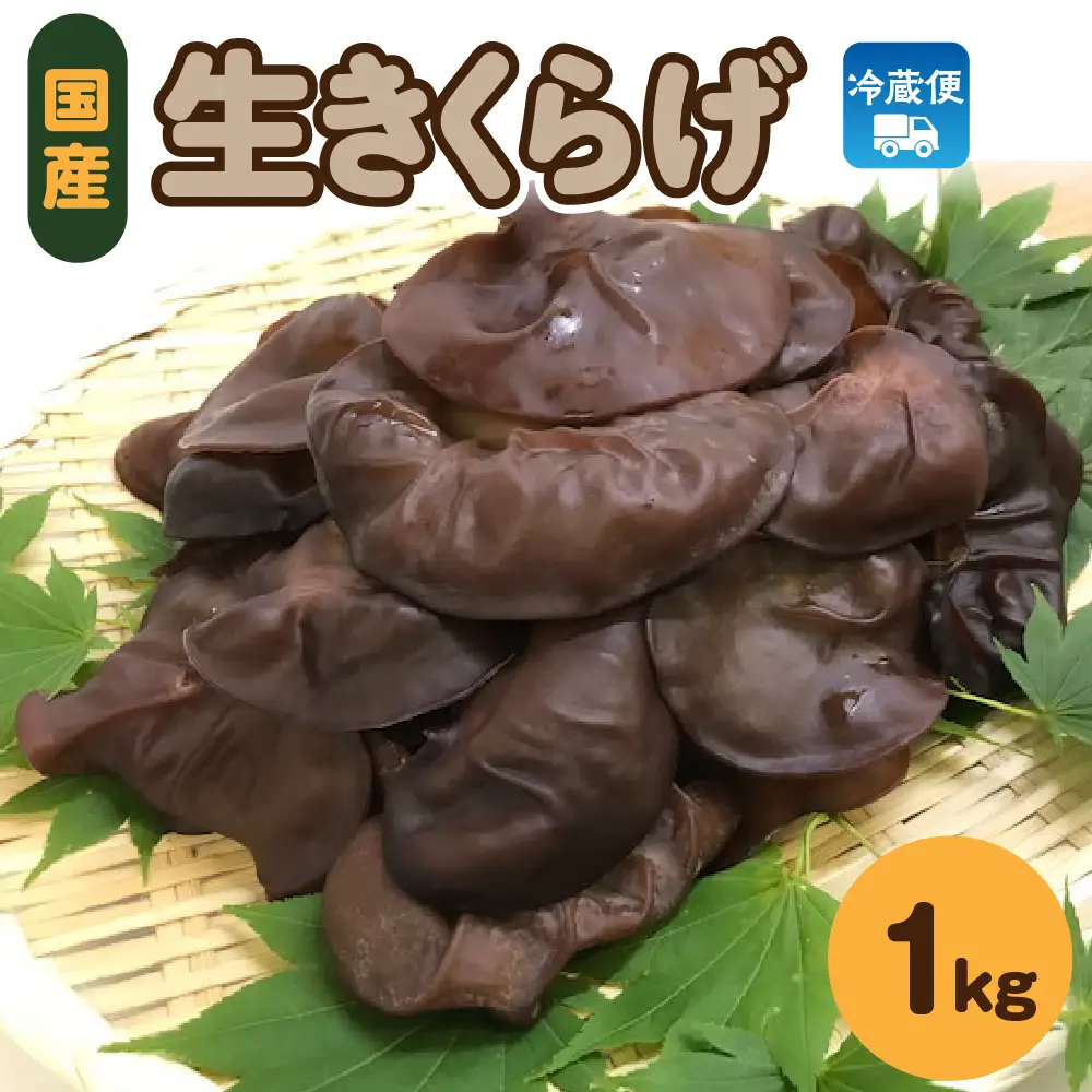 きくらげ　1kg (500g×2袋) 国産生キクラゲ木耳青森県五所川原市