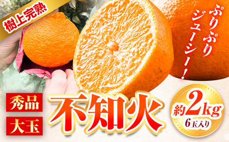 しらぬい 秀品 大玉 不知火 約2kg