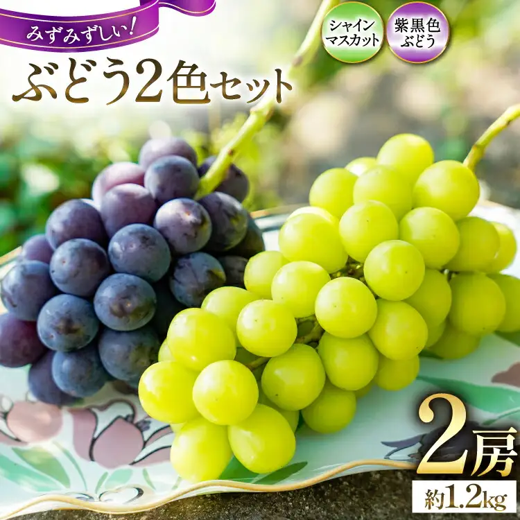 【期間限定発送】ぶどう 先行予約 食べ比べ 2色  シャインマスカット 巨峰 or ピオーネ 約 1.2kg [鈴木ぶどう園 山梨県 韮崎市 20743033]