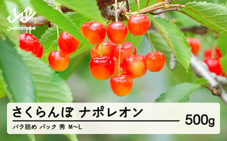 《先行予約》2026年産 山形県産 さくらんぼ ナポレオン バラ詰め（パック） 500g 秀 М~L サクランボ フルーツ 果物 F21A-461