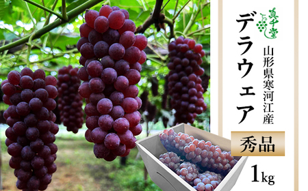 【先行予約】 令和8年産 ぶどう「デラウェア」1kg 種なし 秀品 L～2Lサイズ 2026年産 山形県産【2026年7月下旬頃～8月中旬頃発送予定】 ※配送不可 沖縄・離島　009-B-SD001
