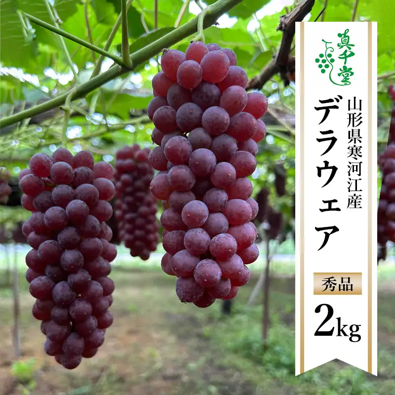 【先行予約】 令和8年産 ぶどう「デラウェア」2kg 種なし 秀品 L～2Lサイズ 2026年産 山形県産【2026年7月下旬頃～8月中旬頃発送予定】 ※配送不可 沖縄・離島　017-B-SD002
