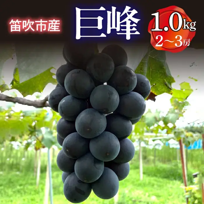 【2026年発送★先行予約】笛吹市産　巨峰　1.0kg(2～3房) 227-014-26y