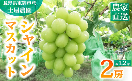 【先行受付2026年発送】農家直送！シャインマスカット２房（約1.2kg）※2026年9月下旬～10月中旬順次発送【土屋農園】