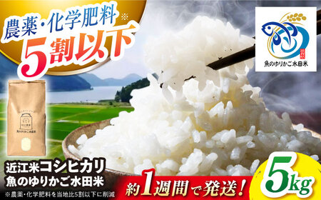 【スピード発送】米 近江米 コシヒカリ 5kg [AQAW003] コシヒカリ 白米