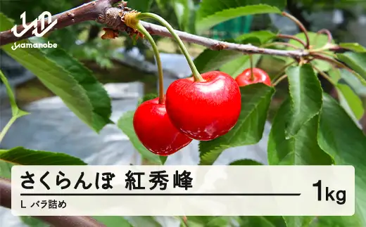 【先行予約】2026年 山形県産さくらんぼ 紅秀峰 L 1kg バラ詰め ※沖縄・離島への配送不可  sa-bsslb1000