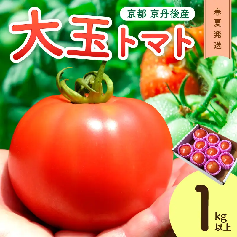 【トマト】大玉春夏トマト 1kg（2026年5月中旬～発送）