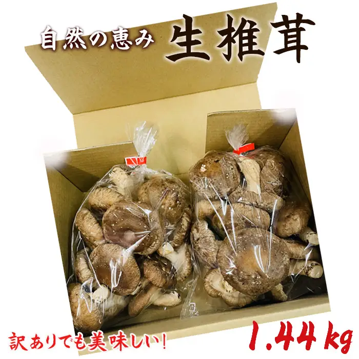 訳ありでも美味しい！自然の恵み生椎茸1.44kg No.468
