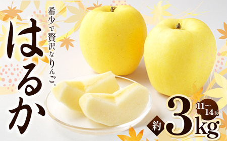 はるか 約3kg 【2025年先行予約】 | 浅野農園