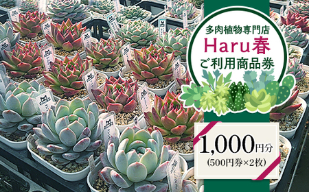 591 Haru春で使える1,000円分チケット（500円×2枚）