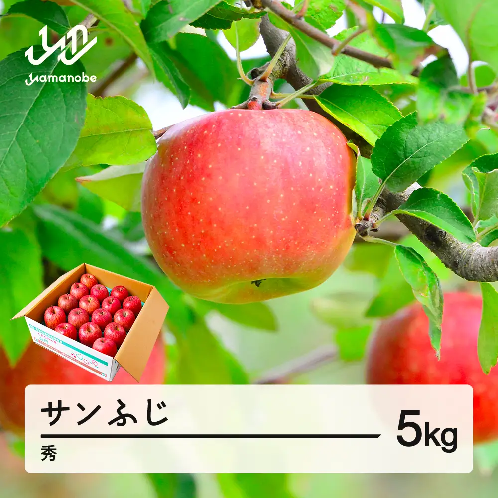 【先行予約】りんご サンふじ 約5kg 秀品 リンゴ 林檎 令和8年産 2026年産 果物 山形県産 mm-risfs5