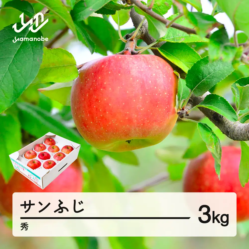 【先行予約】りんご サンふじ 約3kg 秀品 リンゴ 林檎 令和8年産 2026年産 果物 山形県産 mm-risfs3