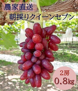 【2026年発送分先行予約】クイーンセブン　2房（約0.8kg）　8月中旬発送　広島　農家直送・新鮮朝採り　【配送不可：離島】【※お届け日指定不可】
