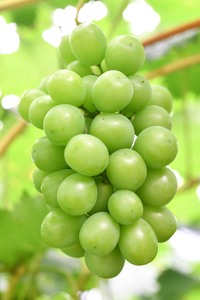 【予約商品】シャインマスカット2 房（約1kg）【配送時期：9月上旬～10月下旬】