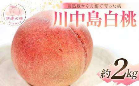 【2026年出荷分先行予約】福島県産 川中島白桃 約2kg (6～8玉) 森果樹園 自然豊かな月舘で育った桃 伊達の桃 桃 フルーツ 果物 もも モモ momo F21C-056