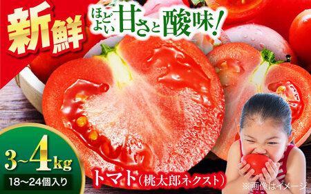 トマト【4月中旬から順次発送】 トマト 桃太郎ネクスト 18～24個入り（約3～4kg） トマト[AGDG007]