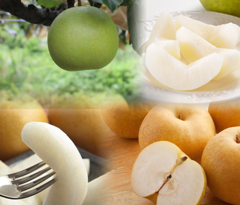 【'26先行予約】農家さん応援！訳あり鳥取県産旬の梨3kg （品種はおまかせ）[360-W25]