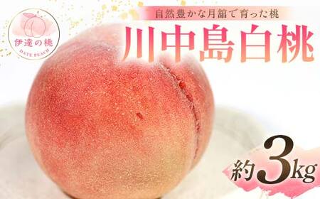 【2026年出荷分先行予約】福島県産 川中島白桃 約3kg (8～12玉) 森果樹園 自然豊かな月舘で育った桃 伊達の桃 桃 フルーツ 果物 もも モモ momo F21C-057