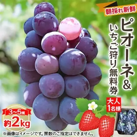 【2026年度発送分】朝採れ新鮮ピオーネ2kg＆いちご狩り無料券【配送不可地域：離島・北海道・沖縄県】【1030443】
