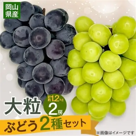 【2026年9月下旬発送】大粒ぶどう2種セット　シャインマスカットほか 2房 約1.2kg【1244629】