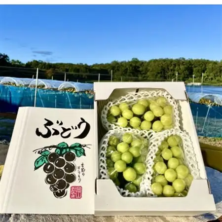 【2026年9月下旬発送】訳ありシャインマスカット 2~4房 1.8kg ご家庭用【1275134】