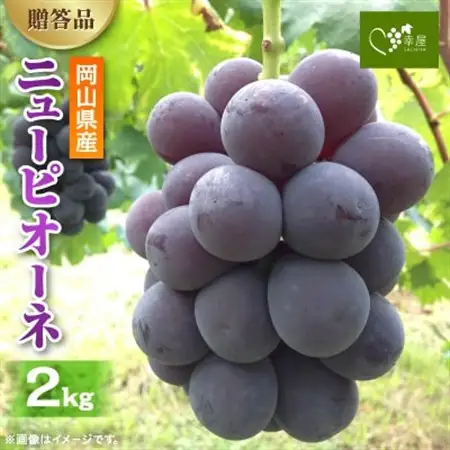 新鮮・朝採り後即出荷!　岡山県　吉備高原産ニューピオーネ　2kg箱(3～4房入)ご贈答品【1299812】