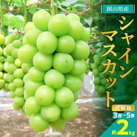 糖度!シャインマスカット!約2kg【2026年8月中旬より順次発送】ギフトにも岡山県産ぶどう!【配送不可地域：離島】【1365245】