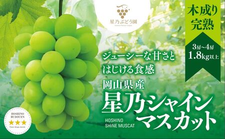 先行受付【三つ星ぶどう】星乃シャインマスカット (3房～4房 1.8kg以上) 岡山県産【配送不可地域：離島・北海道・沖縄県】【1418932】