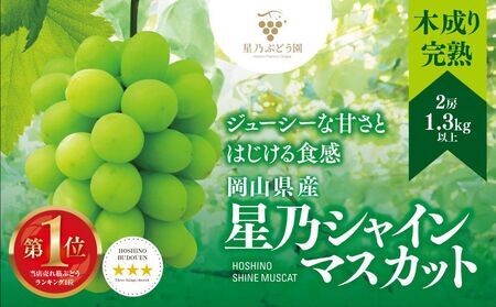 先行受付【三つ星ぶどう】星乃シャインマスカット (2房 1.3kg以上) 数量限定 岡山県産【配送不可地域：離島・北海道・沖縄県】【1418979】