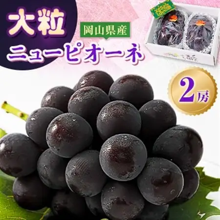 【2026年発送分】岡山県産 大粒 ニューピオーネ 2房セット (1.2～1.5kg)【配送不可地域：離島】【1433058】