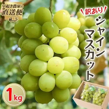 【2026年度発送分】早起き農家の直送便　わけありシャインマスカット1kg【配送不可地域：離島・北海道・沖縄県】【1435798】