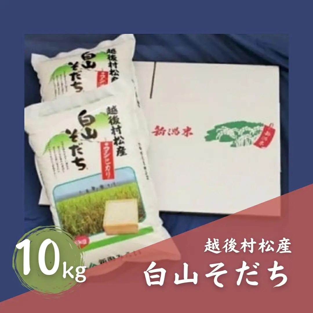 令和7年産 五泉産コシヒカリ「白山そだち」10kg | 新潟県 コシヒカリ