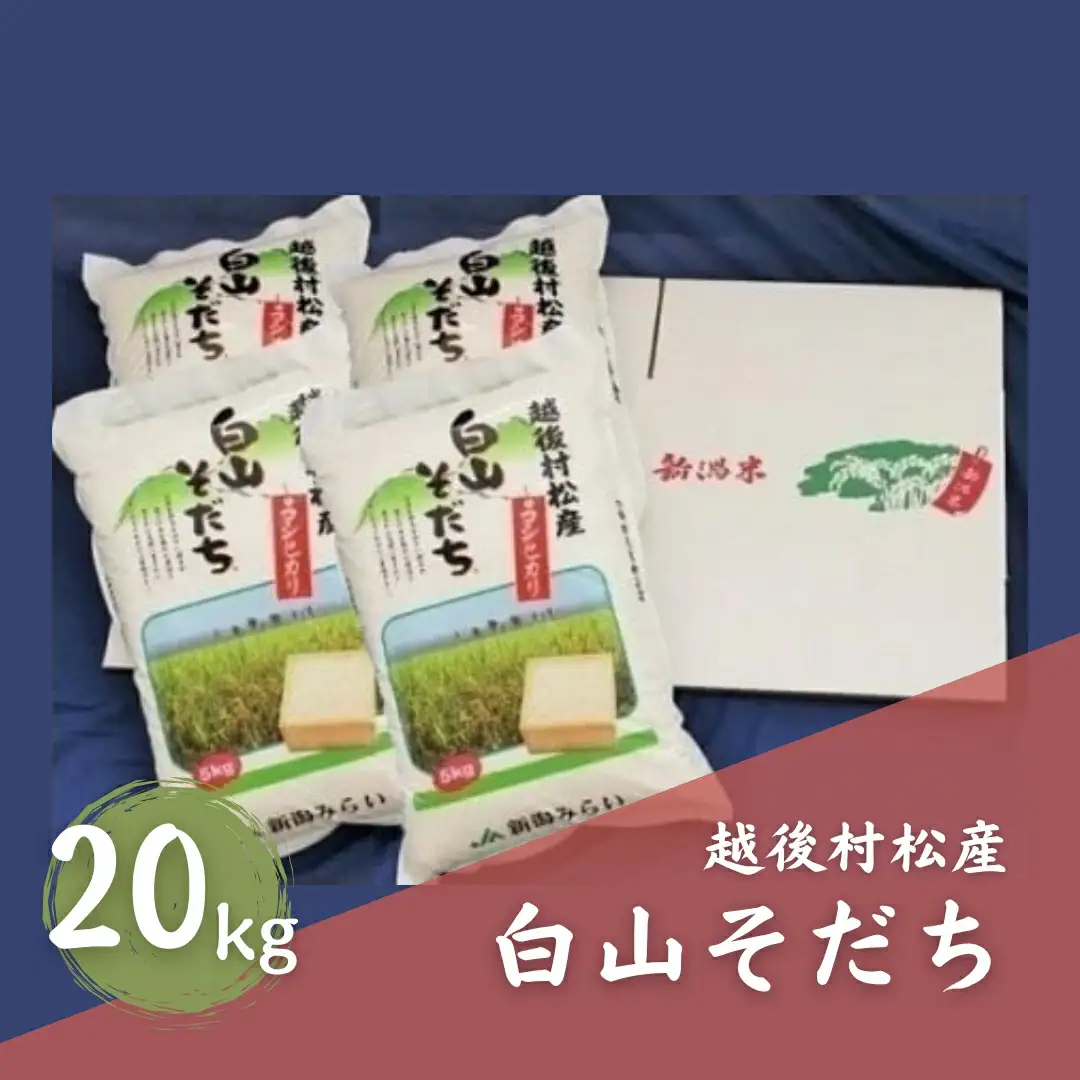 令和7年産 五泉産コシヒカリ「白山そだち」20kg | 新潟県 コシヒカリ