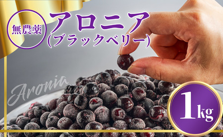 【先行予約】アロニア（ブラックベリー）1kg アロニア JA小松市