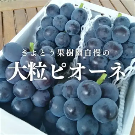 岡山県の代表葡萄「ピオーネ」 上級品 3-5房入/計2kg～(岡山県産) 果樹園で長く愛される葡萄!【配送不可地域：離島】【1535986】